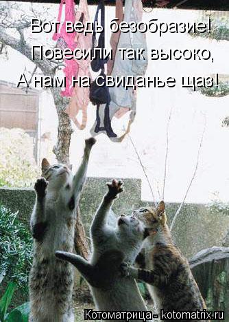 Котоматрица: Вот ведь безобразие! Повесили так высоко, А нам на свиданье щаз!