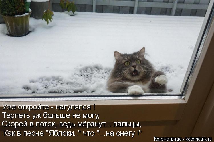 Уже откройте - нагулялся ! Терпеть уж больше не могу, Скорей в лоток, ведь мёрзнут... пальцы, Как в п... Котоматрица: Уже откройте - нагулялся ! Терпеть уж больше не могу, Скорей в лоток, ведь мёрзнут... пальцы, Как в песне "Яблоки.." что "...на снегу !"