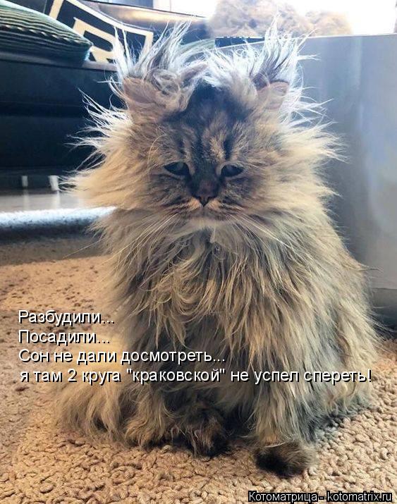 Разбудили... Посадили... Сон не дали досмотреть... я там 2 круга "краковской" не успел спереть!... Котоматрица: Разбудили... Посадили... Сон не дали досмотреть... я там 2 круга "краковской" не успел спереть!