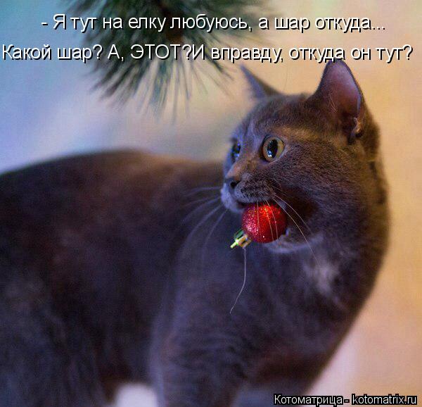 Котоматрица: - Я тут на елку любуюсь, а шар откуда... Какой шар? А, ЭТОТ?И вправду, откуда он тут?