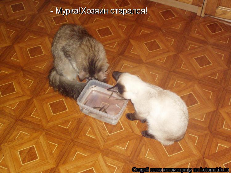 Котоматрица: - Мурка!Хозяин старался!
