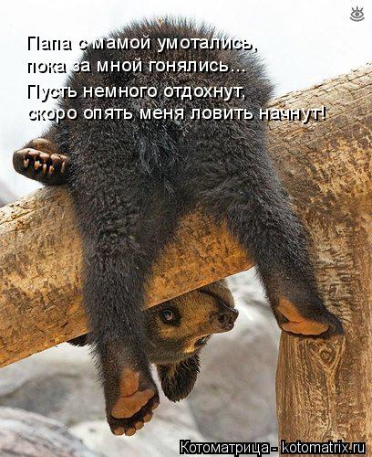 Папа с мамой умотались, пока за мной гонялись... Пусть немного отдохнут, скоро опять меня ловить на... Котоматрица: Папа с мамой умотались, пока за мной гонялись... Пусть немного отдохнут, скоро опять меня ловить начнут!