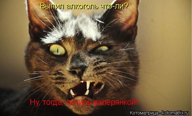 Выпил алкоголь что-ли? Ну, тогда, лечись валерянкой!... Котоматрица: Выпил алкоголь что-ли? Ну, тогда, лечись валерянкой!