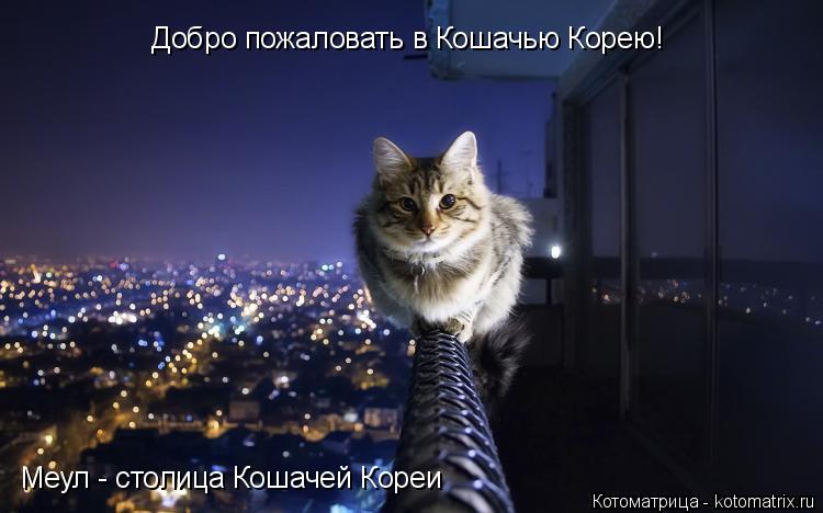 Добро пожаловать в Кошачью Корею! Меул - столица Кошачей Кореи... Котоматрица: Добро пожаловать в Кошачью Корею! Меул - столица Кошачей Кореи