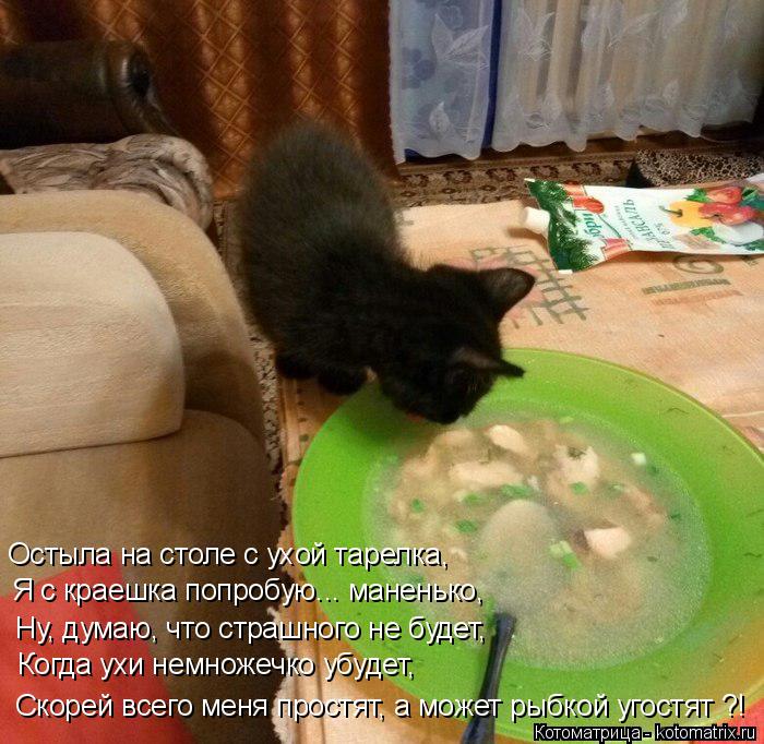 Остыла на столе с ухой тарелка, Я с краешка попробую... маненько, Ну, думаю, что страшного не будет, ... Котоматрица: Остыла на столе с ухой тарелка, Я с краешка попробую... маненько, Ну, думаю, что страшного не будет, Когда ухи немножечко убудет, Скорей всего ?