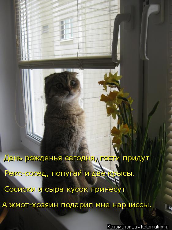 День рожденья сегодня, гости придут Рекс-сосед, попугай и две крысы. Сосиски и сыра кусок принесут А ... Котоматрица: День рожденья сегодня, гости придут Рекс-сосед, попугай и две крысы. Сосиски и сыра кусок принесут А жмот-хозяин подарил мне нарциссы.
