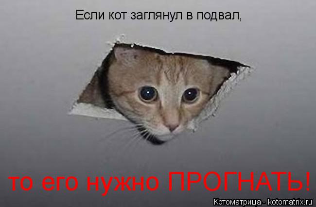 Если кот заглянул в подвал, то его нужно ПРОГНАТЬ!... Котоматрица: Если кот заглянул в подвал, то его нужно ПРОГНАТЬ!