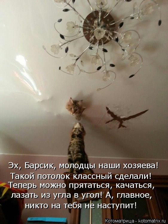 Эх, Барсик, молодцы наши хозяева! Такой потолок классный сделали! Теперь можно прятаться, качаться,... Котоматрица: Эх, Барсик, молодцы наши хозяева! Такой потолок классный сделали! Теперь можно прятаться, качаться, лазать из угла в угол! А, главное, никто
