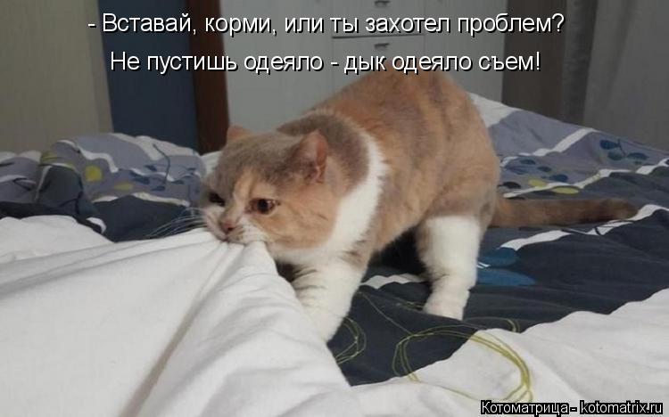 - Вставай, корми, или ты захотел проблем? Не пустишь одеяло - дык одеяло съем!... Котоматрица: - Вставай, корми, или ты захотел проблем? Не пустишь одеяло - дык одеяло съем!