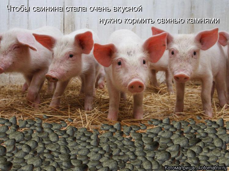 Чтобы свинина стала очень вкусной нужно кормить свинью камнями... Котоматрица: Чтобы свинина стала очень вкусной нужно кормить свинью камнями