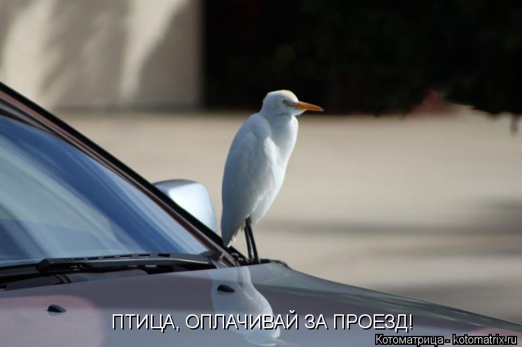 ПТИЦА, ОПЛАЧИВАЙ ЗА ПРОЕЗД!... Котоматрица: ПТИЦА, ОПЛАЧИВАЙ ЗА ПРОЕЗД!