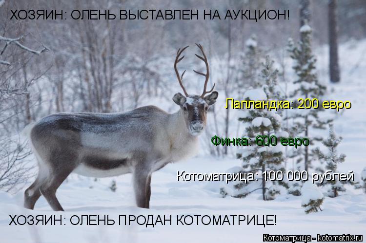 ХОЗЯИН: ОЛЕНЬ ВЫСТАВЛЕН НА АУКЦИОН! Лапландка: 200 евро Финка: 600 евро Котоматрица: 100 000 рублей Х... Котоматрица: ХОЗЯИН: ОЛЕНЬ ВЫСТАВЛЕН НА АУКЦИОН! Лапландка: 200 евро Финка: 600 евро Котоматрица: 100 000 рублей ХОЗЯИН: ОЛЕНЬ ПРОДАН КОТОМАТРИЦЕ!
