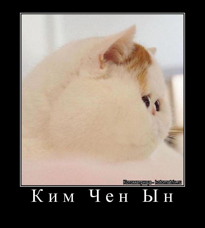Ким Чен Ын ... Котоматрица: Ким Чен Ын