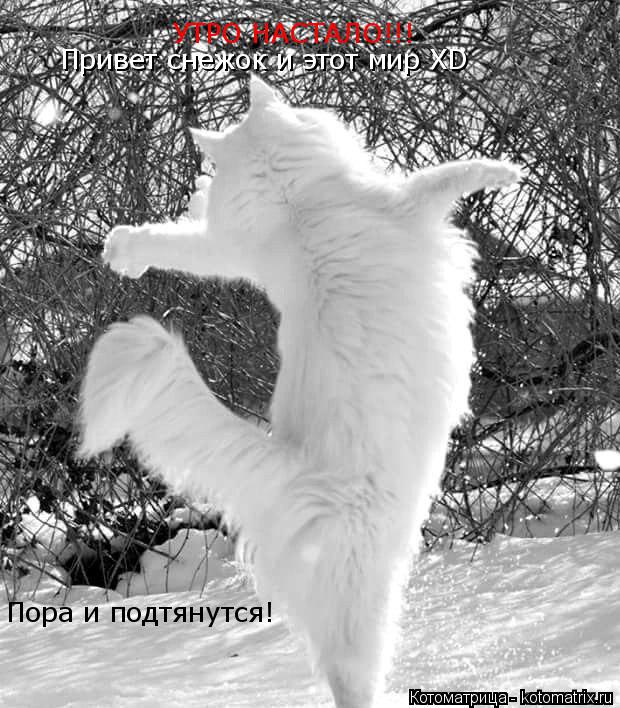 УТРО НАСТАЛО!!! Пора и подтянутся! Привет снежок и этот мир XD... Котоматрица: УТРО НАСТАЛО!!! Пора и подтянутся! Привет снежок и этот мир XD