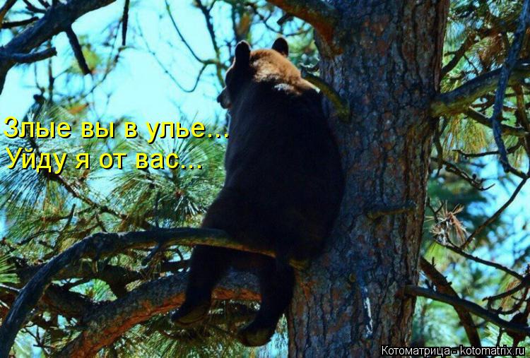 Злые вы в улье... Уйду я от вас...... Котоматрица: Злые вы в улье... Уйду я от вас...