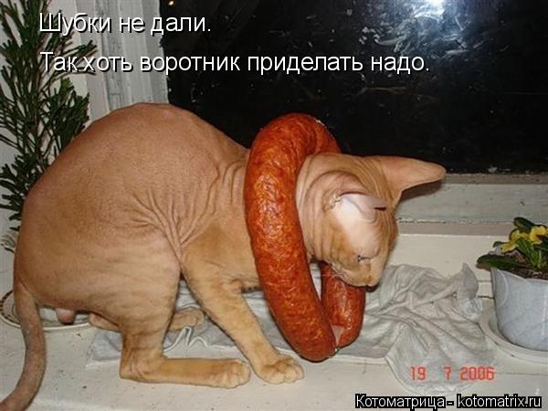 Шубки не дали. Так хоть воротник приделать надо.... Котоматрица: Шубки не дали. Так хоть воротник приделать надо.