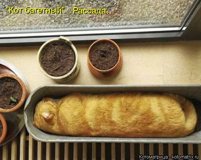 "Кот багетный" . Рассада.... Котоматрица: "Кот багетный" . Рассада.