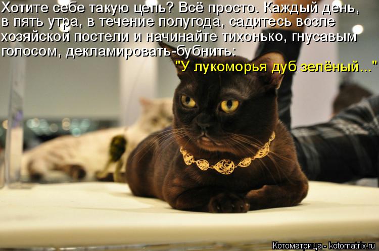Котоматрица: Хотите себе такую цепь? Всё просто. Каждый день, в пять утра, в течение полугода, садитесь возле хозяйской постели и начинайте тихонько, гнус
