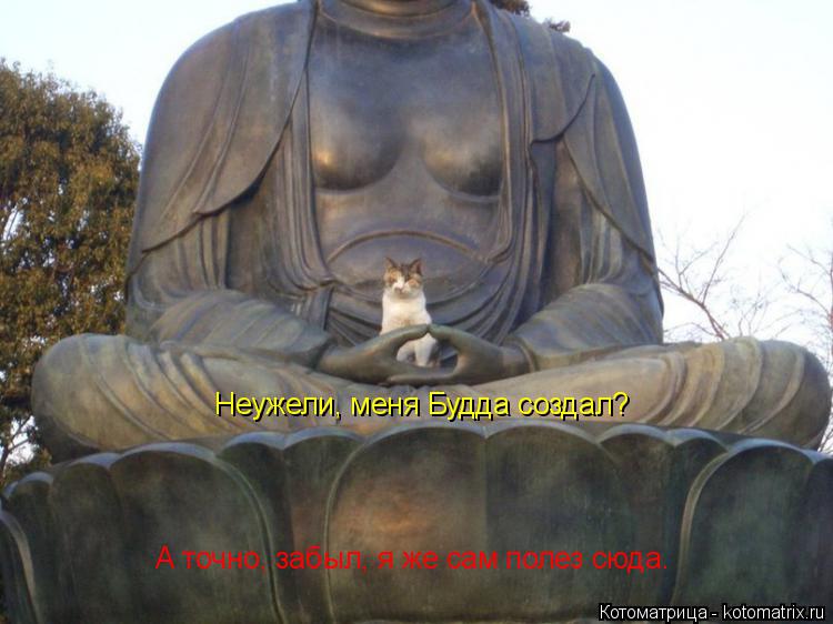 Неужели, меня Будда создал? А точно, забыл, я же сам полез сюда.... Котоматрица: Неужели, меня Будда создал? А точно, забыл, я же сам полез сюда.