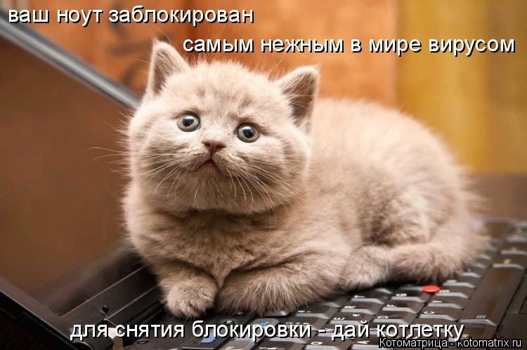 ваш ноут заблокирован самым нежным в мире вирусом для снятия блокировки - дай котлетку... Котоматрица: ваш ноут заблокирован самым нежным в мире вирусом для снятия блокировки - дай котлетку