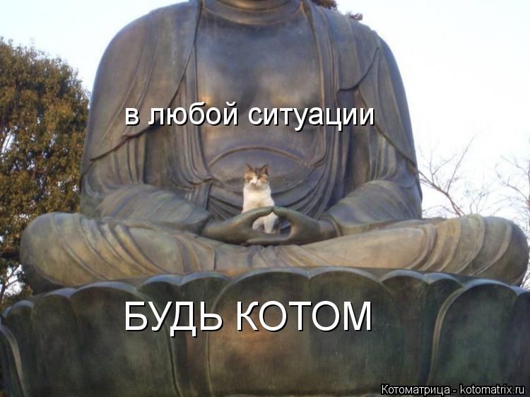 Котоматрица: в любой ситуации БУДЬ КОТОМ