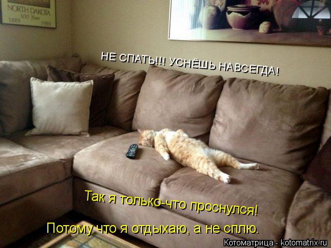 НЕ СПАТЬ!!! УСНЁШЬ НАВСЕГДА! Так я только-что проснулся! Потому что я отдыхаю, а не сплю.... Котоматрица: НЕ СПАТЬ!!! УСНЁШЬ НАВСЕГДА! Так я только-что проснулся! Потому что я отдыхаю, а не сплю.
