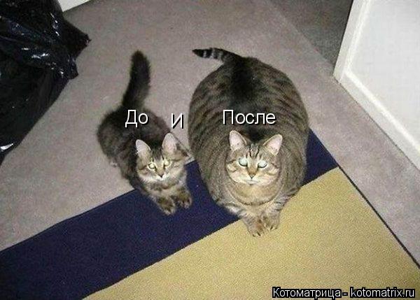 До И После... Котоматрица: До И После