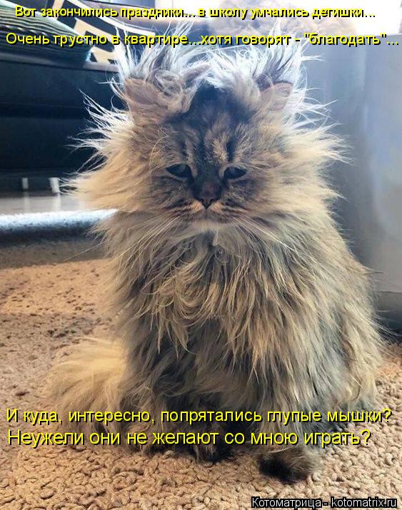 Котоматрица: И куда, интересно, попрятались глупые мышки? Вот закончились праздники... в школу умчались детишки... Очень грустно в квартире...хотя говорят -