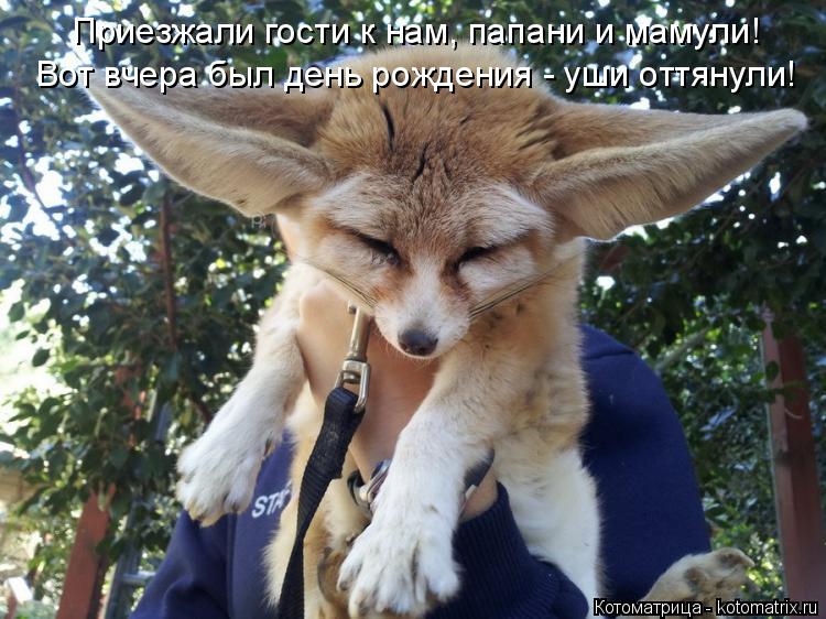 Котоматрица: Вот вчера был день рождения - уши оттянули! Приезжали гости к нам, папани и мамули!