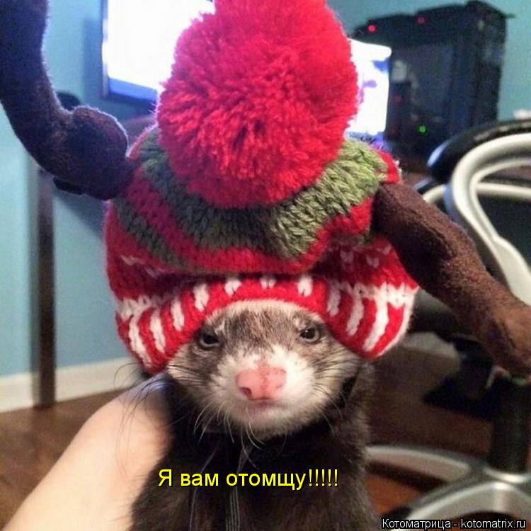 Котоматрица: Я вам отомщу!!!!!