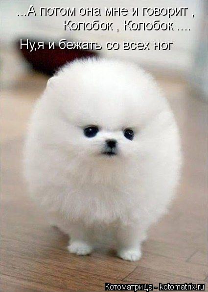 Котоматрица: ...А потом она мне и говорит , Колобок , Колобок .... Ну,я и бежать со всех ног