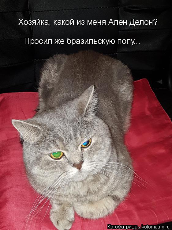 Котоматрица: Хозяйка, какой из меня Ален Делон? Просил же бразильскую попу...