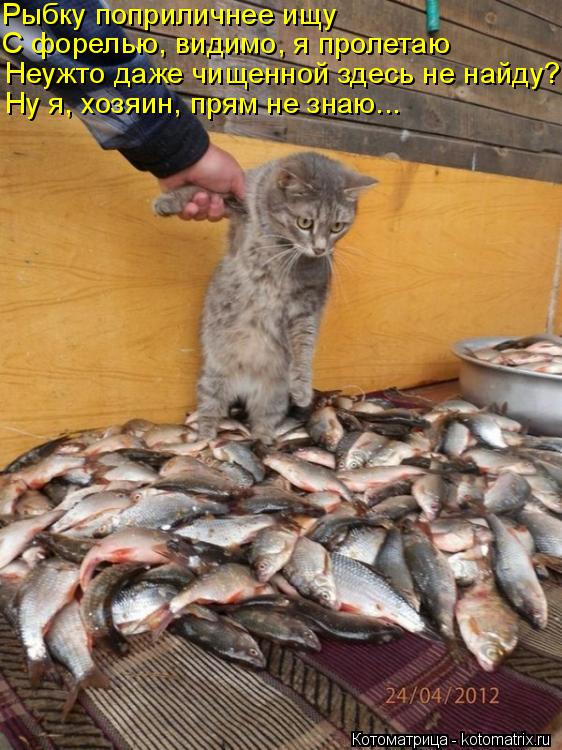 Рыбку поприличнее ищу С форелью, видимо, я пролетаю Неужто даже чищенной здесь не найду? Ну я, хозя... Котоматрица: Рыбку поприличнее ищу С форелью, видимо, я пролетаю Неужто даже чищенной здесь не найду? Ну я, хозяин, прям не знаю...