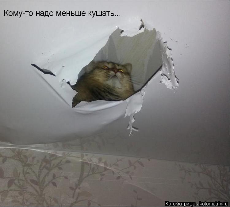 Котоматрица: Кому-то надо меньше кушать...
