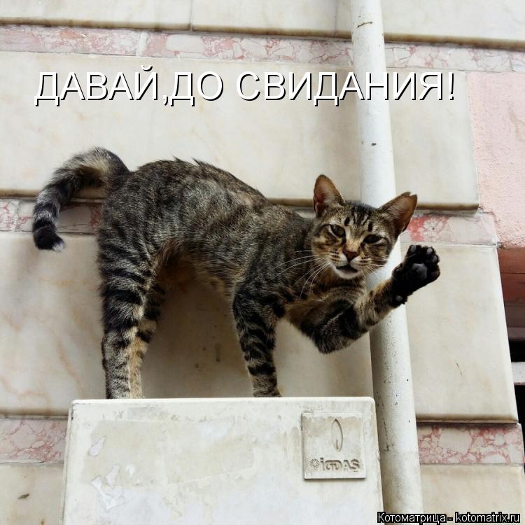 Котоматрица: ДАВАЙ,ДО СВИДАНИЯ!