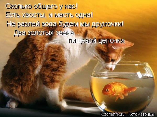 Котоматрица: Сколько общего у нас! Есть хвосты, и масть одна! Не разлей вода будем мы дружочки! пищевой цепочки. Два золотых звена...