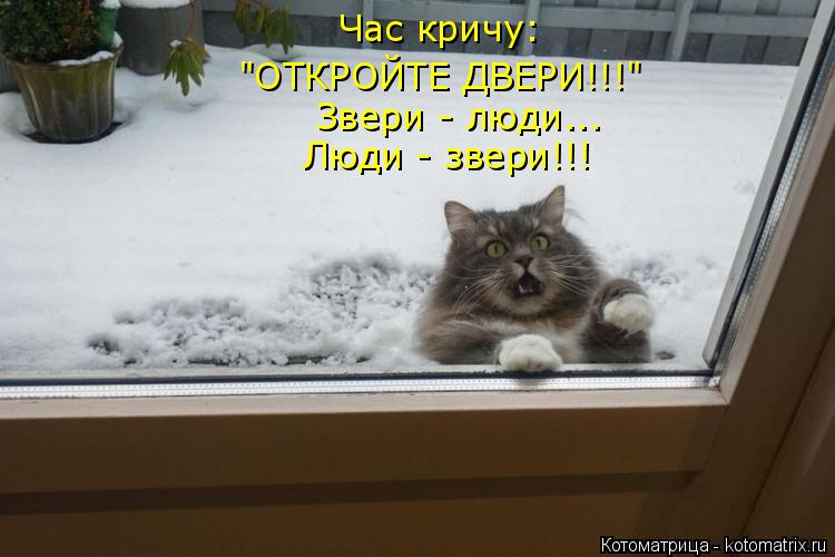 Котоматрица: Час кричу: "ОТКРОЙТЕ ДВЕРИ!!!" Звери - люди... Люди - звери!!!