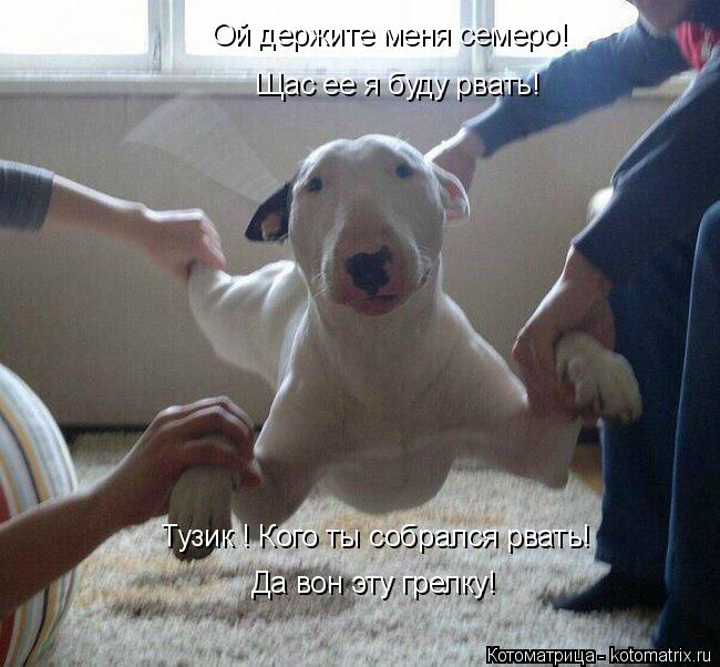 Ой держите меня семеро! Щас ее я буду рвать! Тузик ! Кого ты собрался рвать! Да вон эту грелку!... Котоматрица: Ой держите меня семеро! Щас ее я буду рвать! Тузик ! Кого ты собрался рвать! Да вон эту грелку!