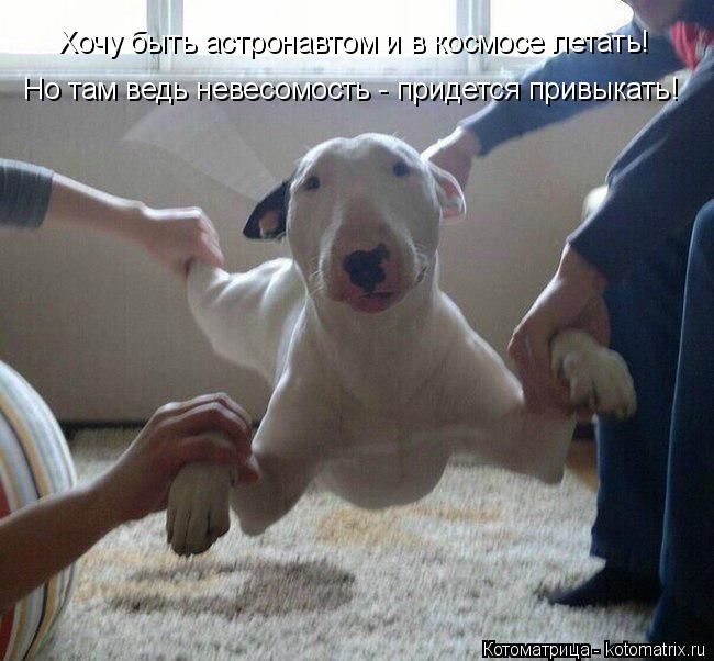 Хочу быть астронавтом и в космосе летать! Но там ведь невесомость - придется привыкать!... Котоматрица: Хочу быть астронавтом и в космосе летать! Но там ведь невесомость - придется привыкать!