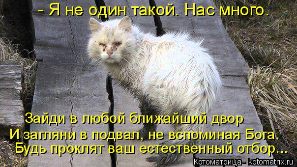 Котоматрица: - Я не один такой. Нас много. И загляни в подвал, не вспоминая Бога. Зайди в любой ближайший двор Будь проклят ваш естественный отбор...