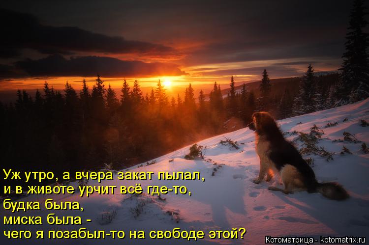 Котоматрица: Уж утро, а вчера закат пылал, будка была, миска была - чего я позабыл-то на свободе этой? и в животе урчит всё где-то,