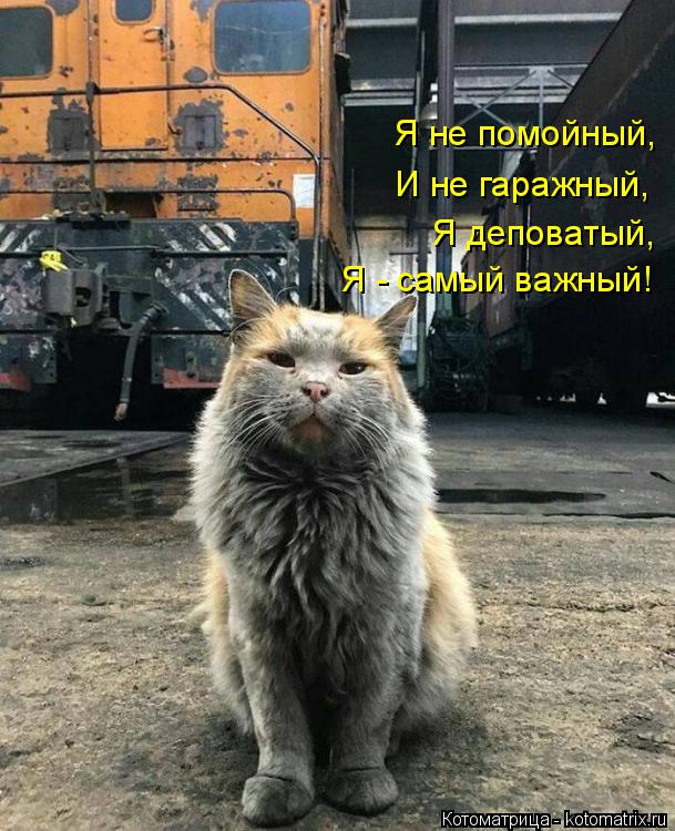 Котоматрица: Я не помойный, И не гаражный, Я деповатый, Я - самый важный!