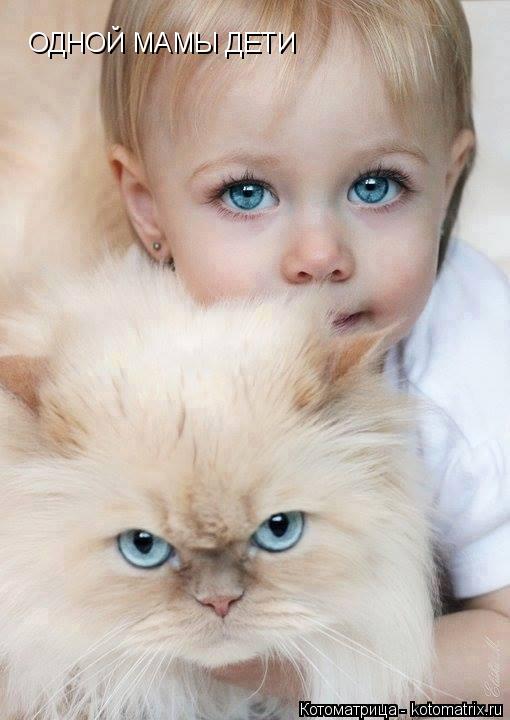 Котоматрица: ОДНОЙ МАМЫ ДЕТИ