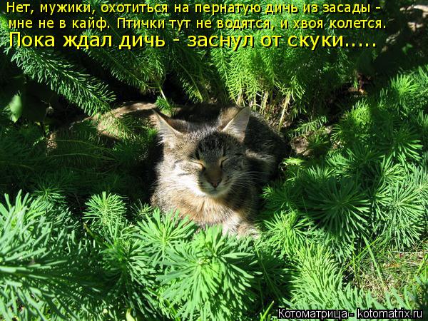 Нет, мужики, охотиться на пернатую дичь из засады - мне не в кайф. Птички тут не водятся, и хвоя коле... Котоматрица: Нет, мужики, охотиться на пернатую дичь из засады - мне не в кайф. Птички тут не водятся, и хвоя колется. Пока ждал дичь - заснул от скуки.....