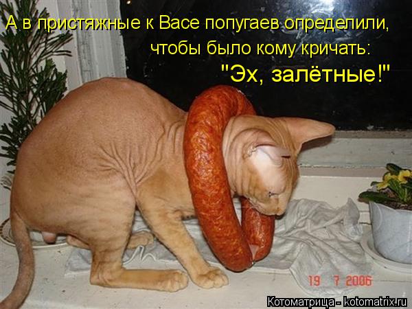 Котоматрица: А в пристяжные к Васе попугаев определили, чтобы было кому кричать: "Эх, залётные!"