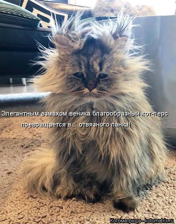 Котоматрица: Элегантным взмахом веника благообразный кот-перс превращается в... отвязного панка!