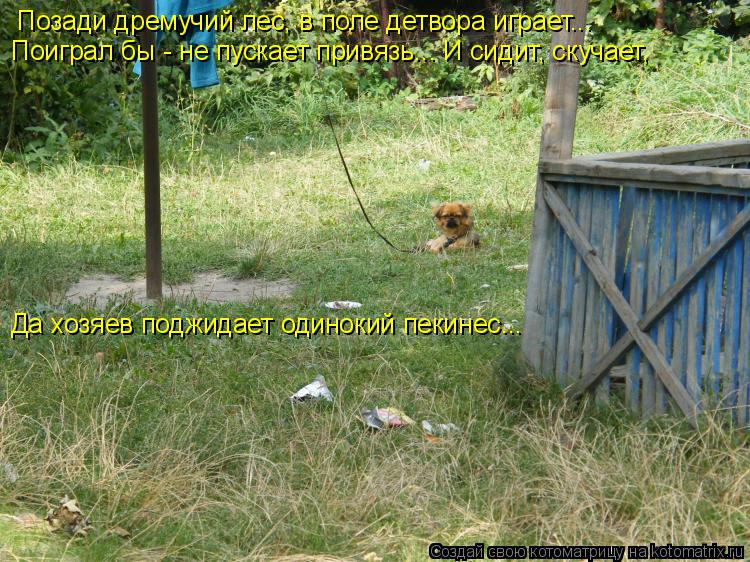 Котоматрица: Позади дремучий лес, в поле детвора играет... Поиграл бы - не пускает привязь... И сидит, скучает, Да хозяев поджидает одинокий пекинес...