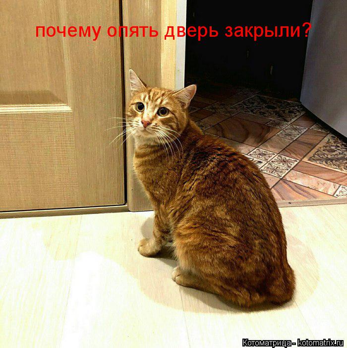 почему опять дверь закрыли?... Котоматрица: почему опять дверь закрыли?