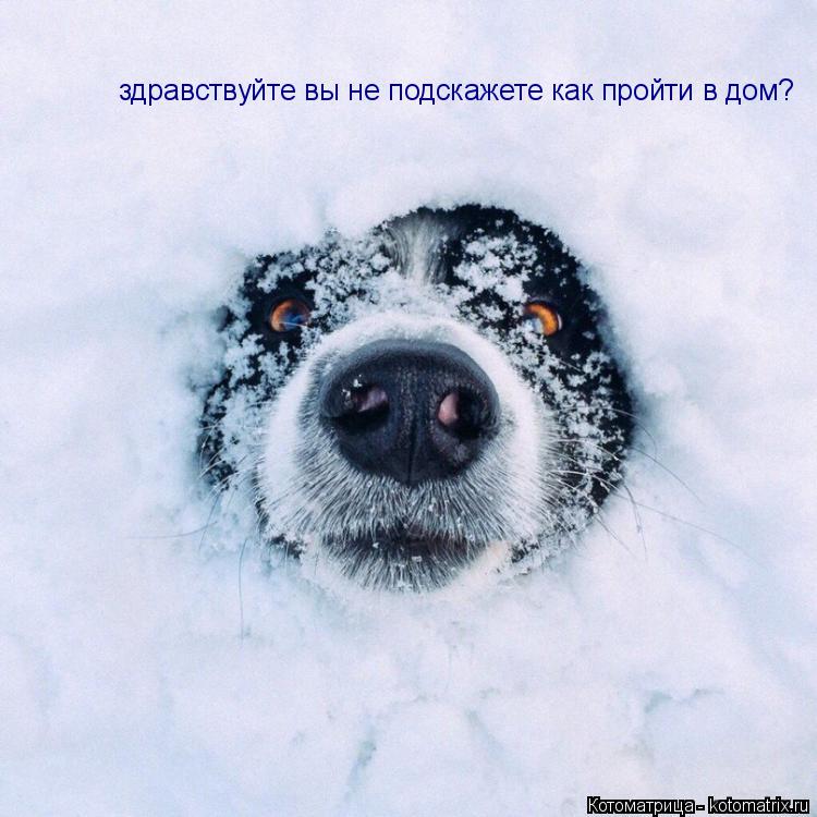 здравствуйте вы не подскажете как пройти в дом?... Котоматрица: здравствуйте вы не подскажете как пройти в дом?