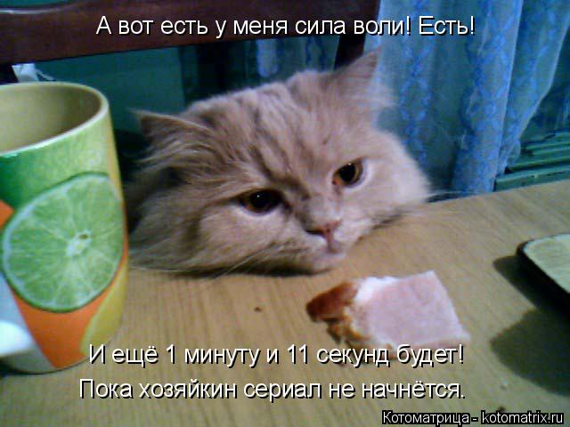 Котоматрица: А вот есть у меня сила воли! Есть! И ещё 1 минуту и 11 секунд будет! Пока хозяйкин сериал не начнётся.